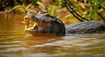 Kendi kendine hamile kalan timsahın 'bakire doğumu' bilim insanlarını şaşırttı