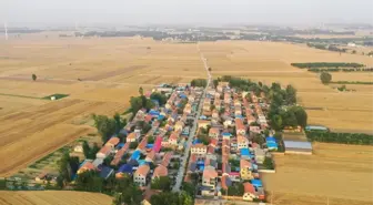 Çin'de Yağmura Rağmen Buğday Hasadı Zamanında Gerçekleştirildi