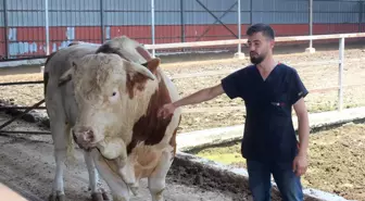 Onu görenler gözlerine inanamıyor: İkinci el otomobil fiyatına alıcısını bekliyor