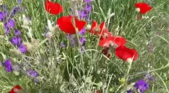 Yağmurdan sonra açan çiçekler görsel şölen oluşturdu