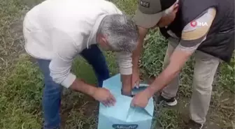 Kars'ta Anne Ördek Yavruları Doğal Ortama Bırakıldı
