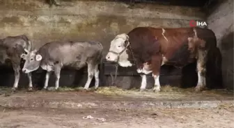 1 ton 700 kilogram ağırlığındaki boğa fiyatıyla dudak uçuklatıyor