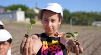 Seferihisar'da Ekinezya Bitkisi Yeni Geçim Kaynağı Olacak