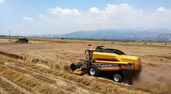 Aydın'da Yağışlar Buğday Hasadını Geciktirdi