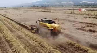 Buğday Üreticileri Hasat İçin Zamanla Yarışıyor