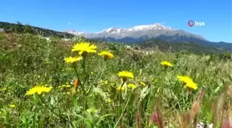 Konya'da besiciler yağışlardan memnun