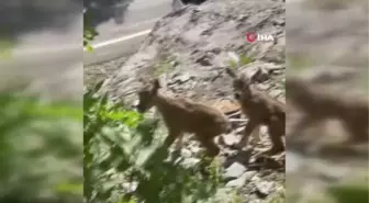 Öksüz yaban keçileri emziriliyor