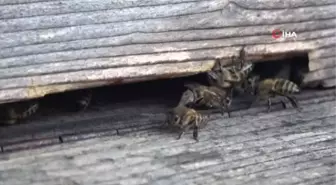 Arılar yağışlı hava şartlarından olumsuz etkilendi, bal rekoltesinde düşüş bekleniyor