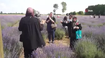 Edirne'de Lavanta Tarla Günleri Başladı