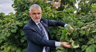 İki aydır yağışların etkili olduğu Karadeniz'de fındıkta 'külleme hastalığı'