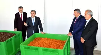 Malatya'da 2023 Yılı Tahmini Kayısı Rekoltesi Açıklandı