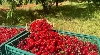 Osmaniye'de ihracatlık kiraz hasadı başladı