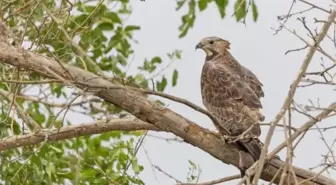 Hindistan kökenli ender kuş türleri Türkiye'de görüntülendi