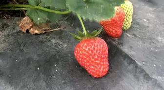 Samsun'un Alaçam ilçesinde özel aromalı çilek üretimi