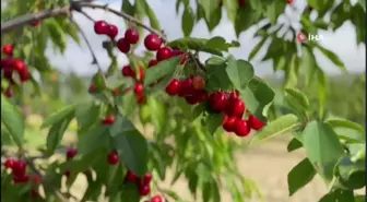 Kuşadası'nda Kiraz Hasadı Devam Ediyor