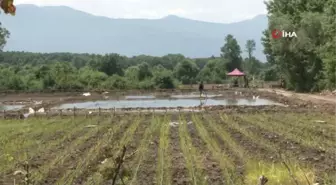 Osmanlı saray mutfağının pirinci tarlaya dron ile ekildi