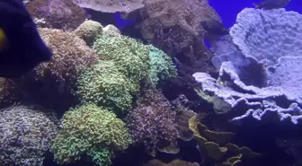 Kızıldeniz'de ölümcül salgından kurtulan deniz kestaneleri İsrail'de koruma altında