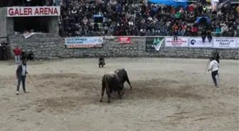 Ayder Yaylası'nda 27. Geleneksel Boğa Güreşleri Düzenlendi