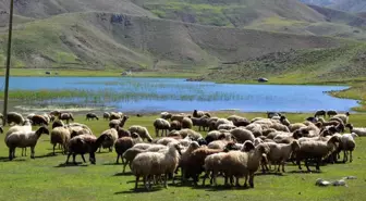 Antalya'da Yörükler Yaylalara Göç Etmeye Başladı