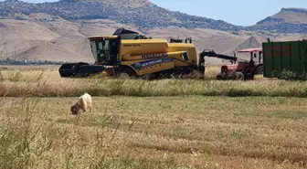 Mardin Ovası'nda Biçerdöver Operatörleri Zorlu Ekmek Mücadelesi Veriyor