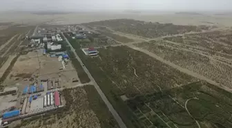 Çin'deki Botanik Bahçesi, Taklamakan Çölü'nde Çölleşmeyi Önlemek İçin Bitki Yetiştiriyor