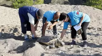 Çıralı Sahili'nde Deniz Kaplumbağaları Koruma Görevi 25 Yıldır 3 Gönüllünün Emanetinde