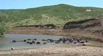 Muş'ta mandalar Karasu Nehri'nde serinliyor