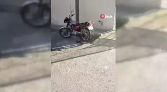Mersin'de Havaların Isınmasıyla Yılanlar Yerleşim Yerlerine İnmeye Başladı