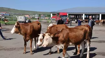 Kars Hayvan Pazarı açıldı ancak durgunluk yaşanıyor