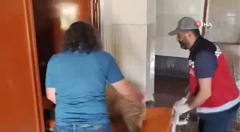 Van'da aracın çarptığı ayı tedaviye alındı