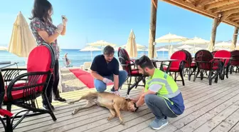 Bodrum Belediyesi Sokak Hayvanları İçin Sağlık Taraması Yaptı