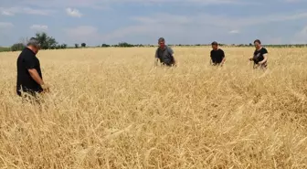 Edirne'de dolu ve sağanak nedeniyle tarım arazilerinde hasar tespit çalışmaları devam ediyor