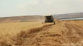 Siirt'te buğday hasadı başladı