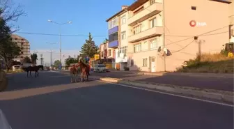 Kırklareli'nde Başıboş Atlar Trafiği Tehlikeye Soktu