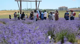 Kırşehir Belediyesi 3. Lavanta Şöleni