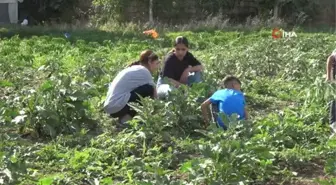 Şırnak'ta Sebze Üretimine Destek Projesi