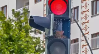 Diyarbakır'da Kumru, Trafik Işığına Yuva Yaptı