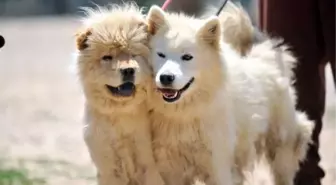 Denizli'de Terk Edilen 20 Evcil Köpek Bursa'daki Derneğe Gönderildi