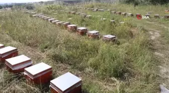 TİKA, Kuzey Makedonya'da arıcılara kovan ve eğitim desteği sağladı
