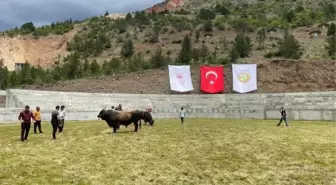 Yusufeli'de su altında kalan boğa güreşi arenası yerine yeni arena açıldı
