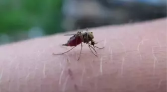 Belize, Sıtmadan Arındırılmış Ülke Olarak Onaylandı