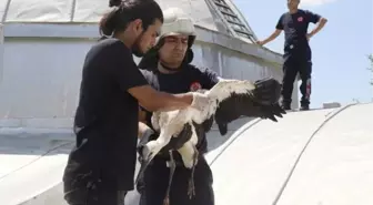 Antalya'da yavru leylek kurtarıldı