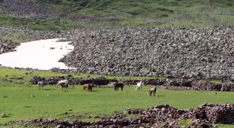 Aras Dağı'ndaki Yılkı Atları Doğaseverlerin İlgi Odağı