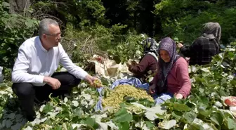 Bursa'da Ihlamur Hasadı Başladı