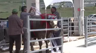 Gölbaşı'nda Kurban Güzellik Yarışması düzenlendi