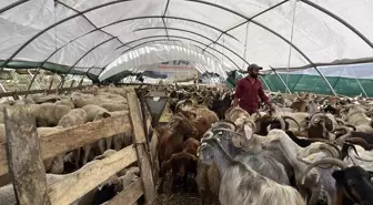 İstanbul'da Kurban Pazarları Hareketli