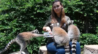 Kocaeli'deki Hayvanat Bahçesi'nde Lemur Besleme Etkinliği