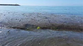 Doğu Karadeniz'de sağanaklarla birlikte derelere sürüklenen çöpler Karadeniz kıyılarını kirletiyor