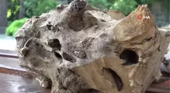 Fındıkta 'Drakula' ile mücadele bu yıl da sürüyor