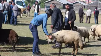 Kars'ta Kurbanlık Pazarında Sıkı Pazarlıklar Yaşanıyor